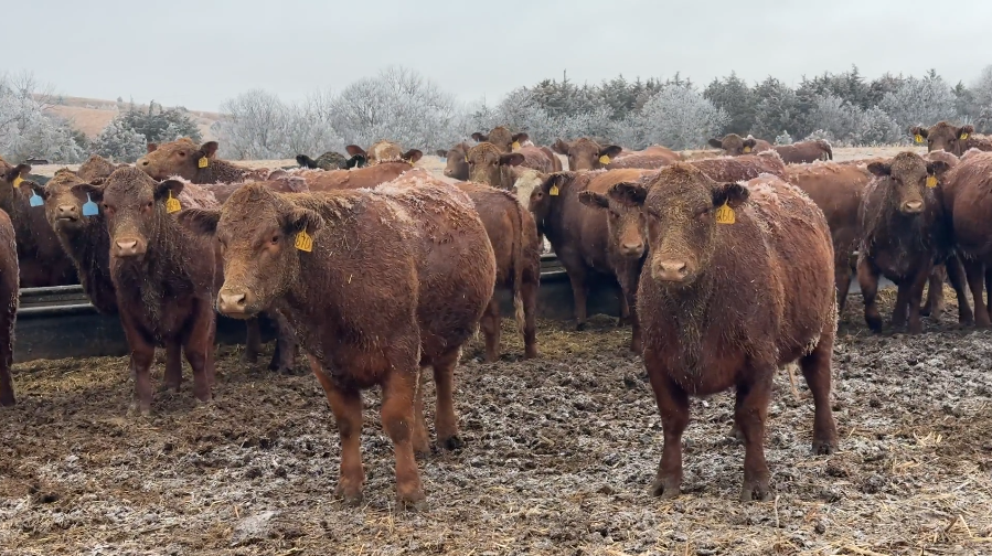 Home Raised, Red Bred Red, April calving, FANCY, 1050-1100lbs!-BH107B6